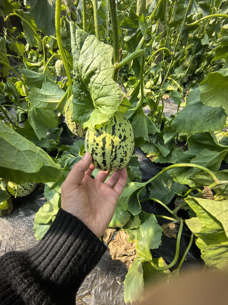花蕾花美人甜瓜脆度高糖度高一件代发商超需要联系