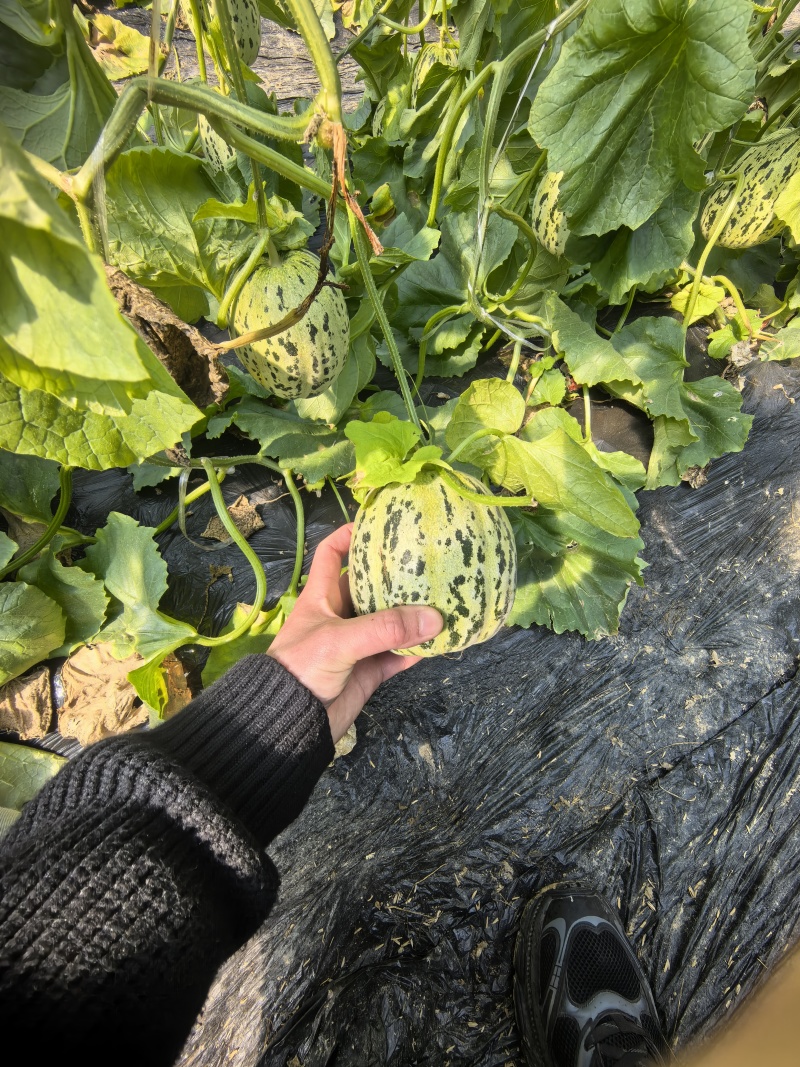 花蕾花美人甜瓜脆度高糖度高一件代发商超需要联系