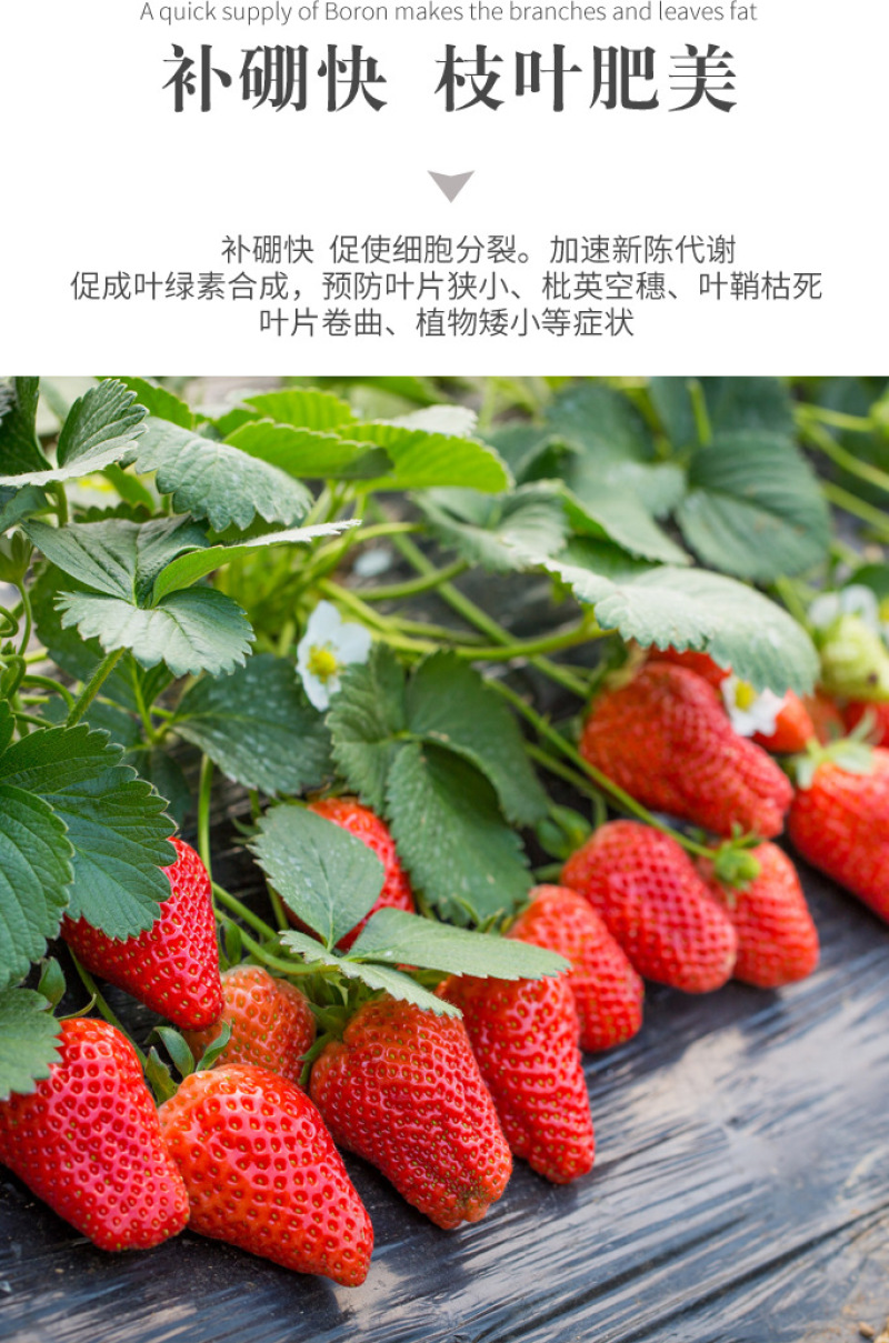 流体硼肥聚合硼微量元素糖醇硼快速补硼促花保果防裂果