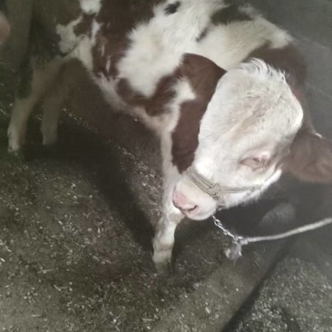 小公牛小牛犊