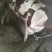 小公牛小牛犊