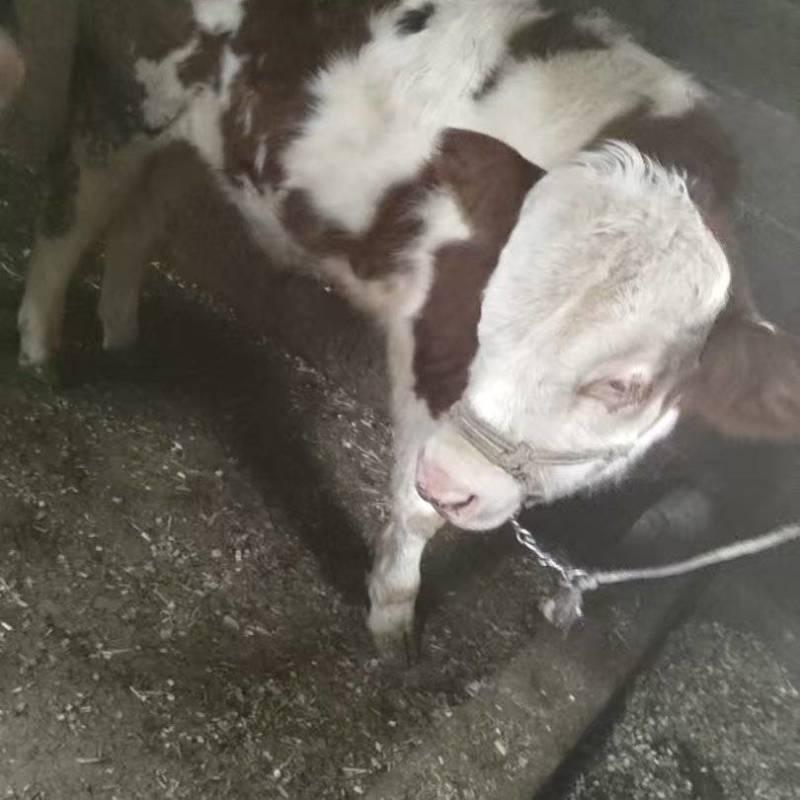 小公牛小牛犊