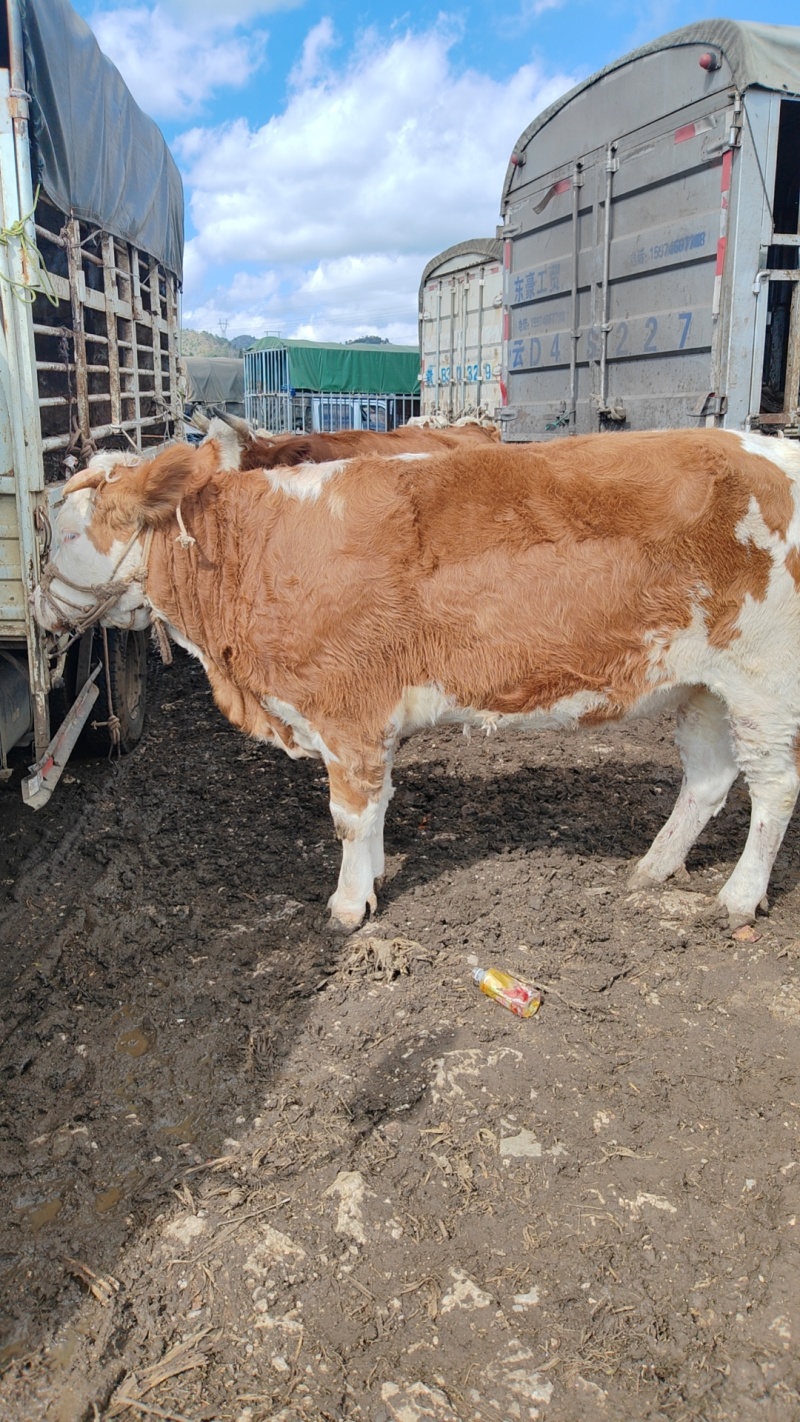 小公牛小牛犊