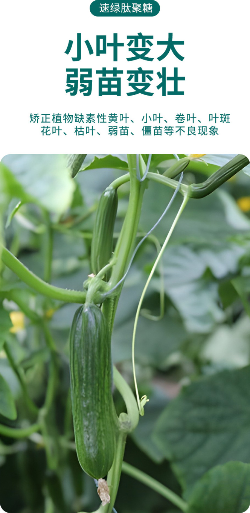 含氨基酸肥速绿叶面肥改善黄叶快速变绿缓解药害
