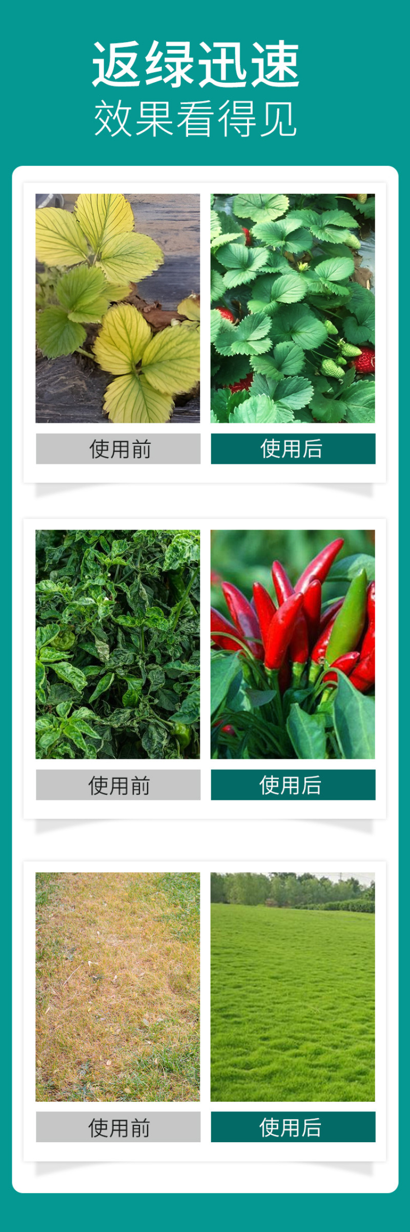 含氨基酸肥速绿叶面肥改善黄叶快速变绿缓解药害
