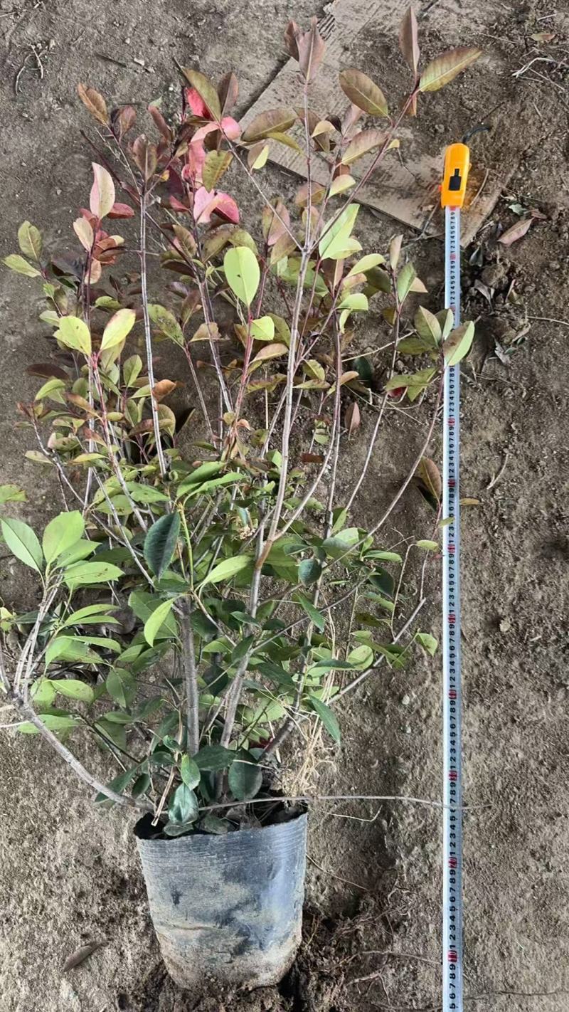 红叶石楠苗圃直发价格美丽品质保证支持视频看货