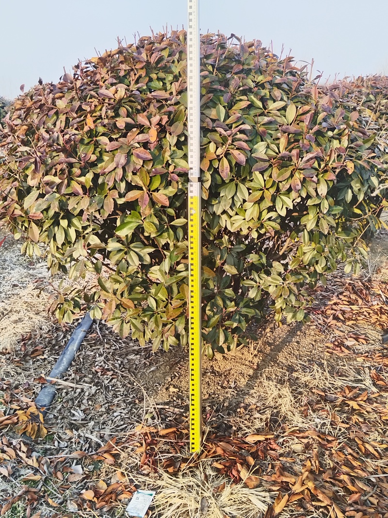 红叶石楠苗圃直发价格美丽品质保证支持视频看货