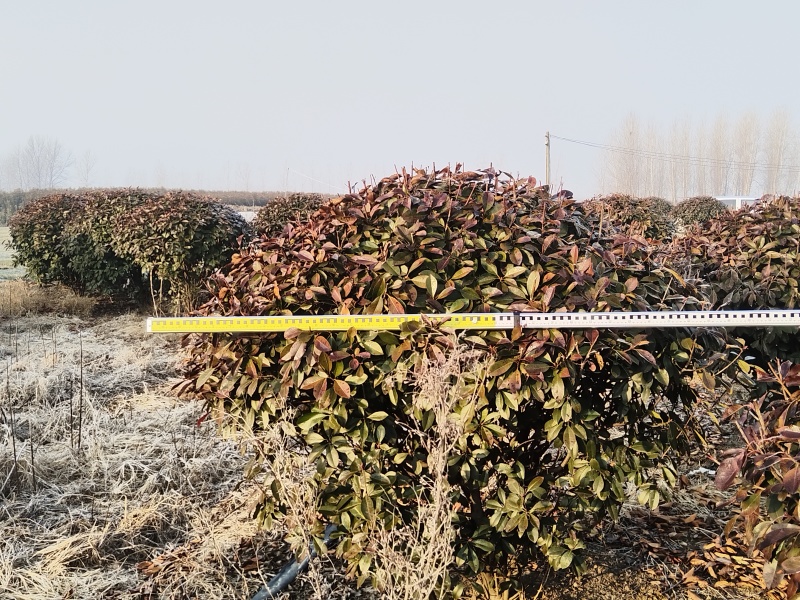 红叶石楠苗圃直发价格美丽品质保证支持视频看货