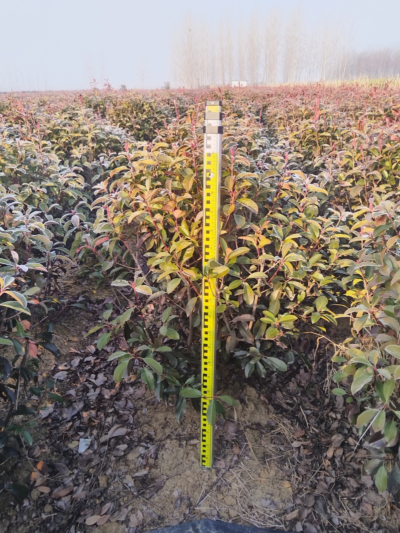 红叶石楠苗圃直发价格美丽品质保证支持视频看货