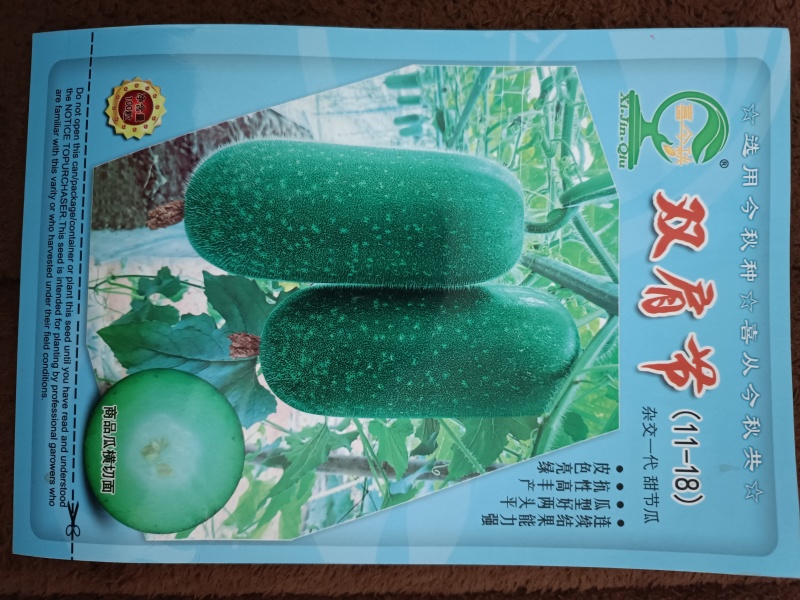 【双肩节甜节瓜】短筒型绿皮绿肉早熟抗病性好商品率高