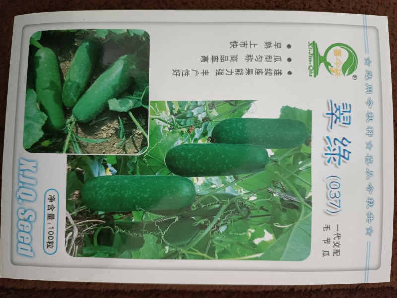 翠绿（037）节瓜早熟连座强丰产商品性好抗病性强