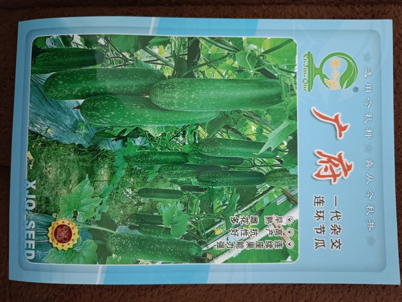 广府连环节瓜早熟绿皮带星点肉紧致雌花率高
