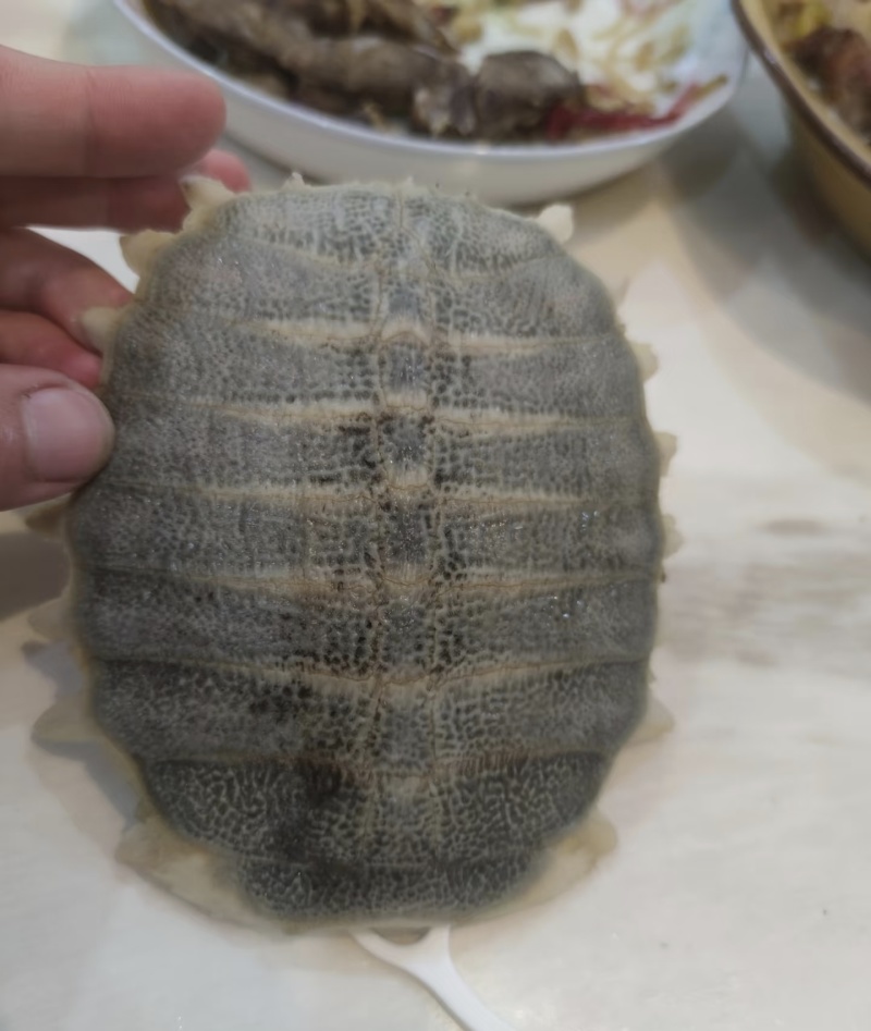【实力推荐】甲鱼壳大量有货一手货源产地直发