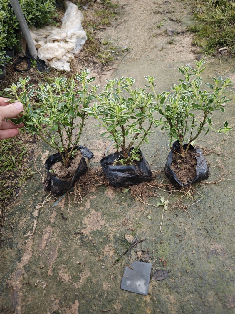 六月雪小苗高度15到25厘米福建基地