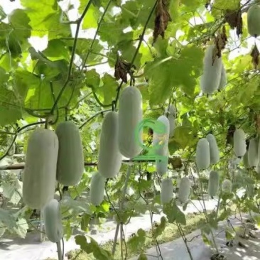 今粉世佳香冬瓜水果型早中熟耐热上粉快肉白绿色