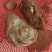 鸡宝