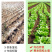 土壤改良剂微生物菌剂改善土壤板结防治根腐烂根