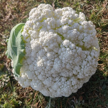 云南高原小米花青梗白面