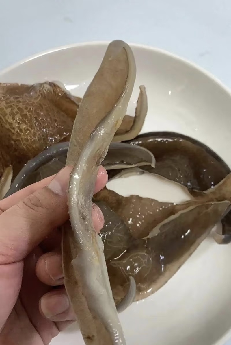 【品质保证】广州甲鱼裙边一斤大量有货可视频看货