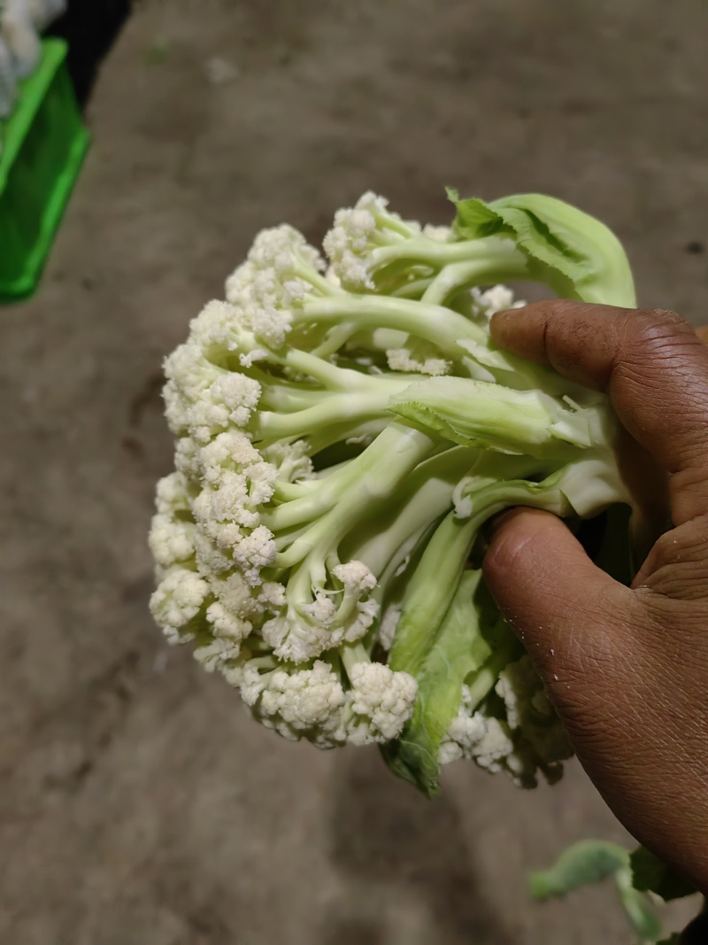 云南高原小米花青梗白面