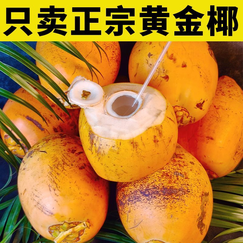 海南文昌椰子椰青黄金椰椰青批发一件代发