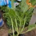 柳叶马鞭草（多年生草本直立植物）花蓝紫色，花期6-10月