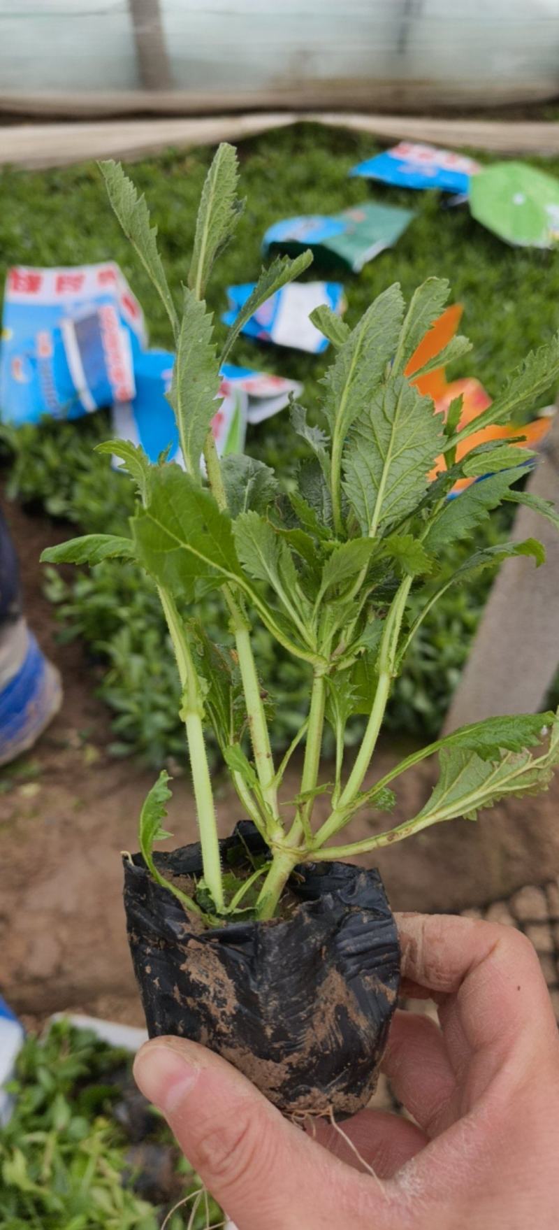 柳叶马鞭草（多年生草本直立植物）花蓝紫色，花期6-10月