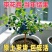 蓝莓树苗对接各大电商社区团购平台一件代发