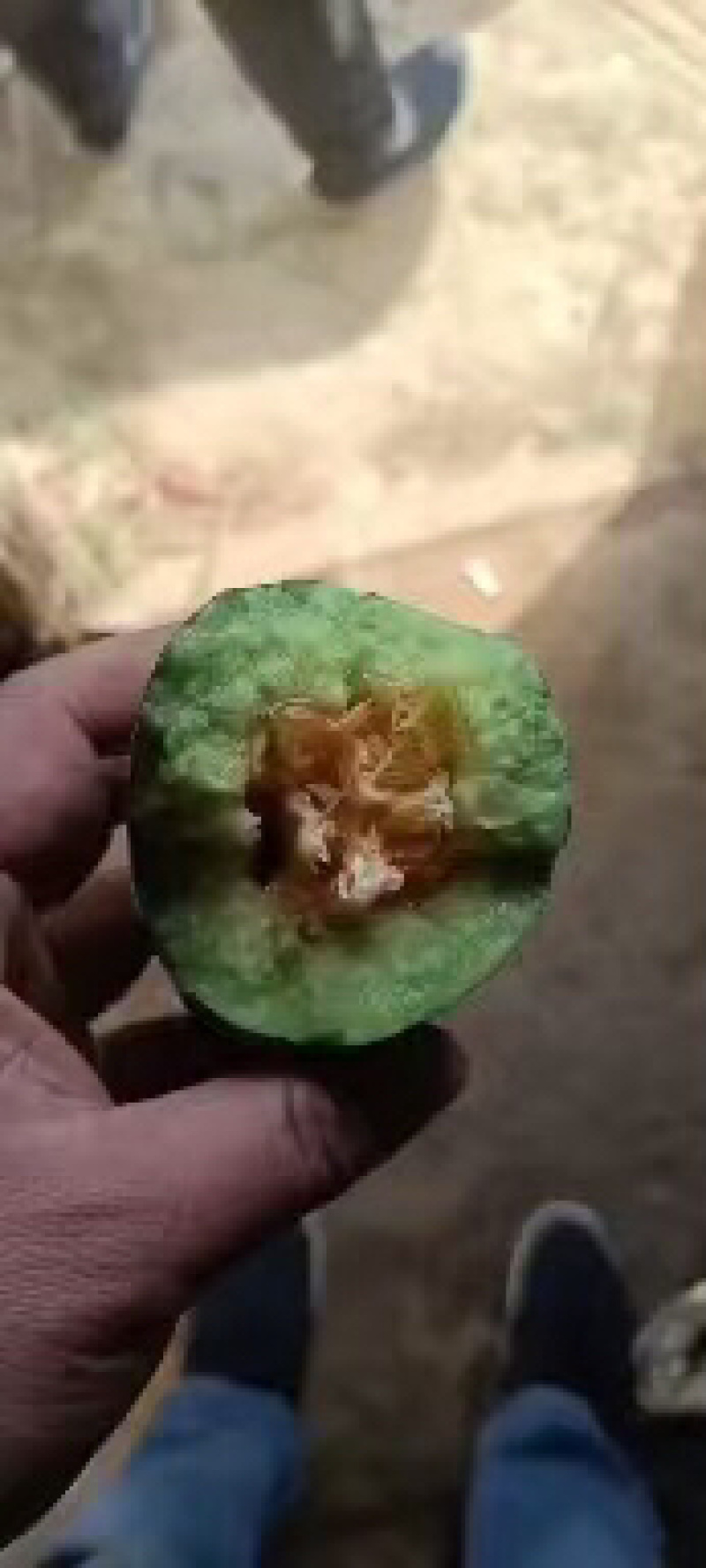 博洋九甜瓜品质保证服务周到价格美丽