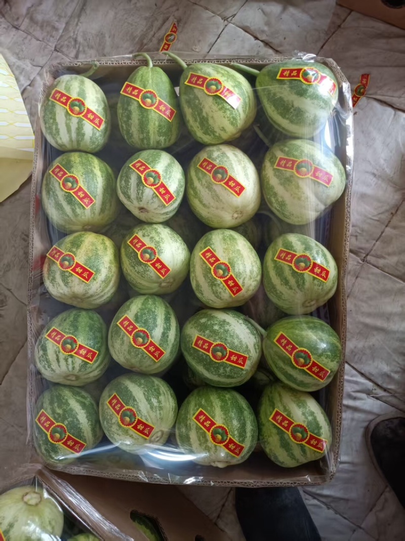博洋九甜瓜品质保证服务周到价格美丽