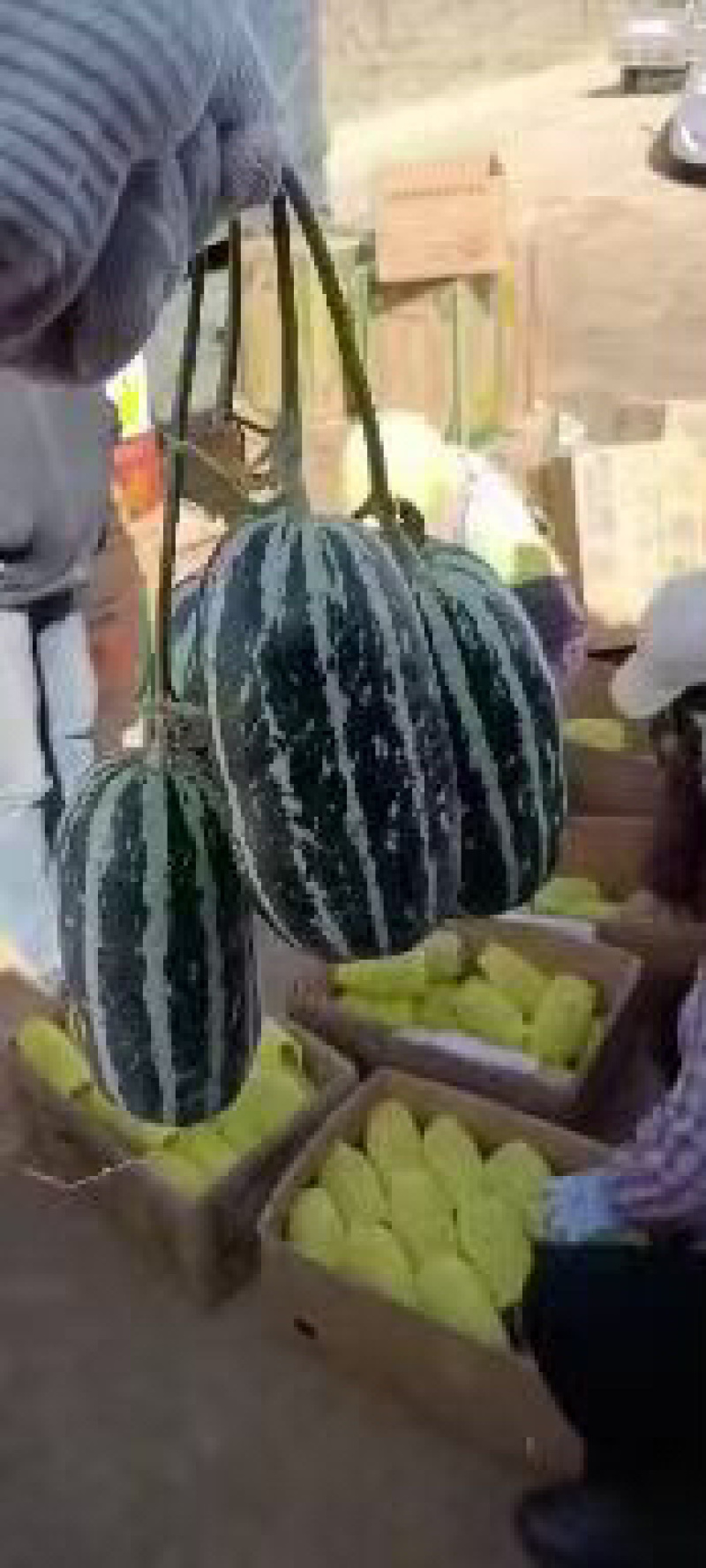 博洋九甜瓜品质保证服务周到价格美丽