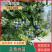 蓝莓树苗对接各大电商社区团购平台一件代发