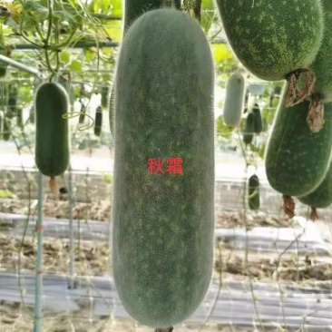 【夏玉秋霜节瓜种子】上粉快瓜型匀称口感脆甜