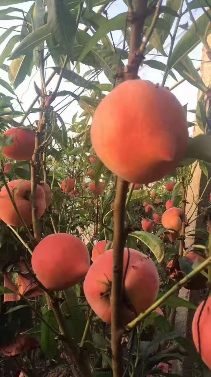 大棚水蜜桃品质保证产地直发价格美丽