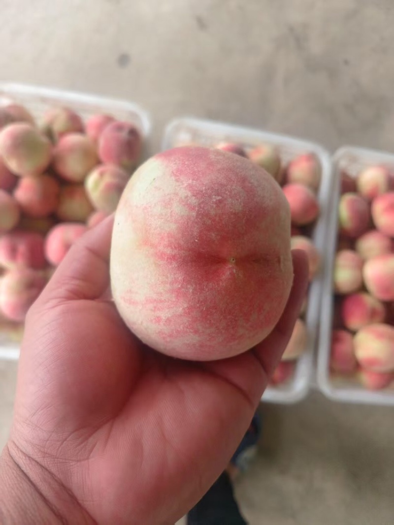 大棚水蜜桃品质保证产地直发价格美丽