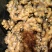 湖南二号