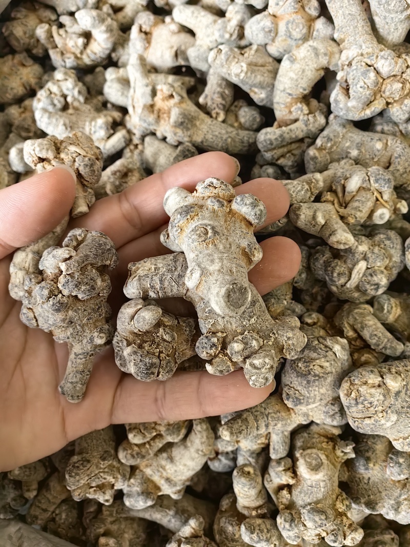 三七云南文山三七常年供应各种规格