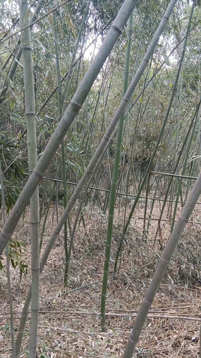 竹子苗罗汉竹