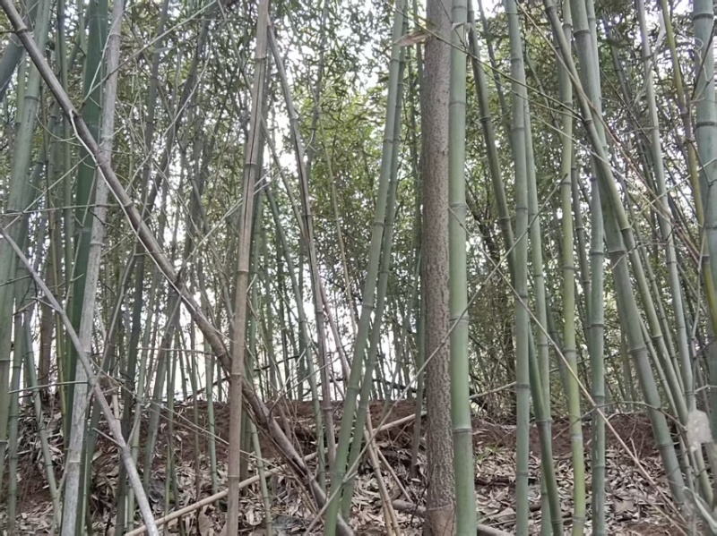 竹子苗罗汉竹