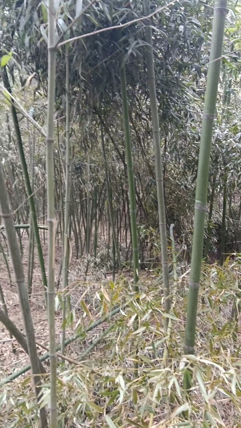 竹子苗罗汉竹