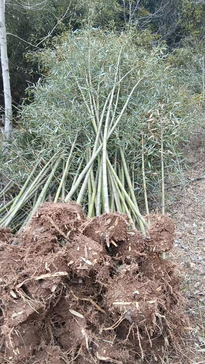 竹子苗罗汉竹