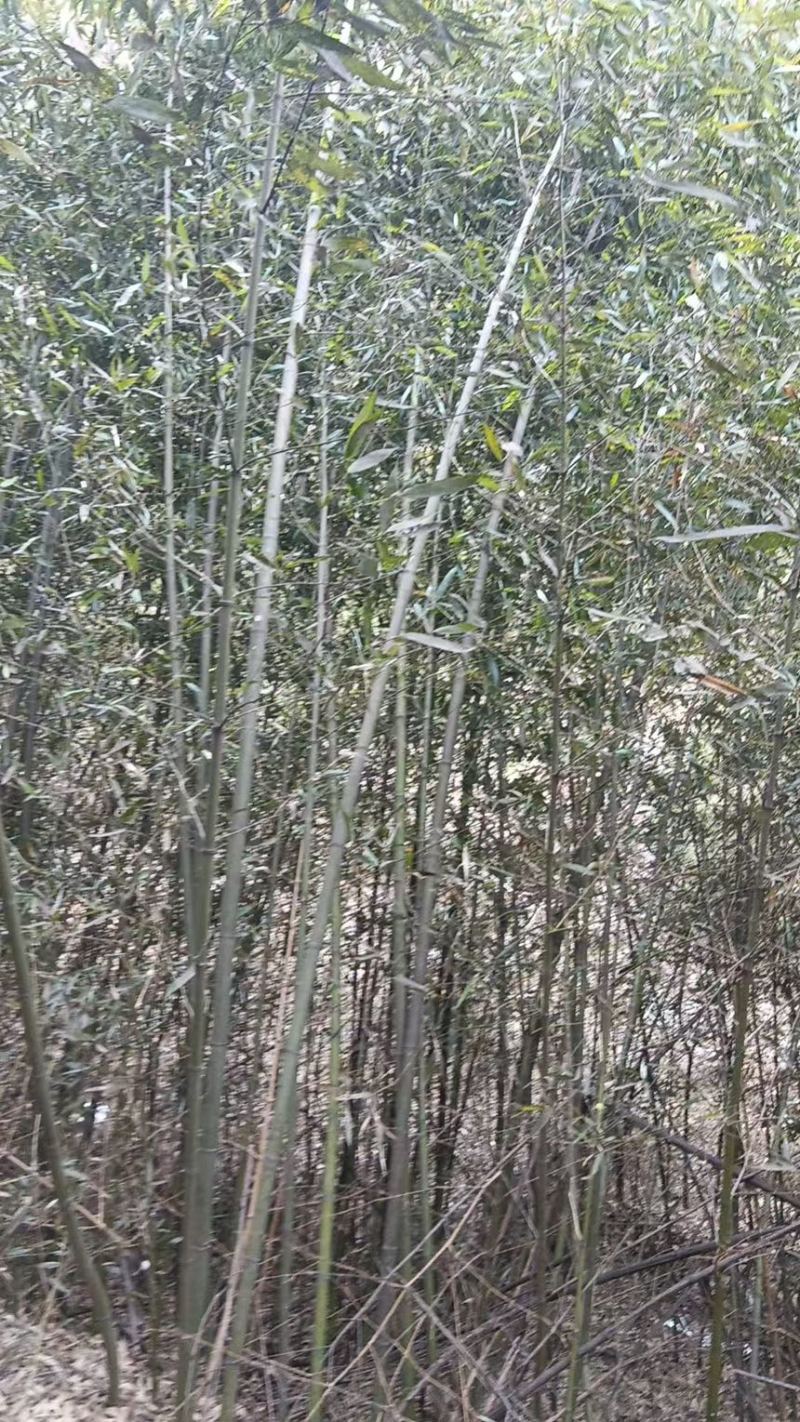 竹子苗罗汉竹