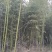 竹子苗罗汉竹