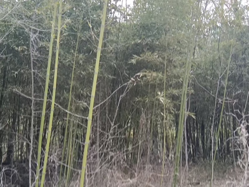 竹子苗罗汉竹