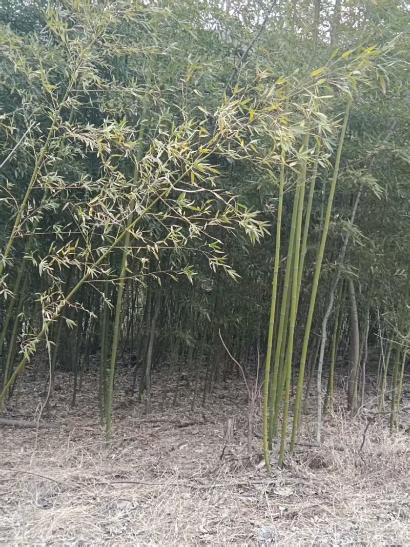 竹子苗罗汉竹