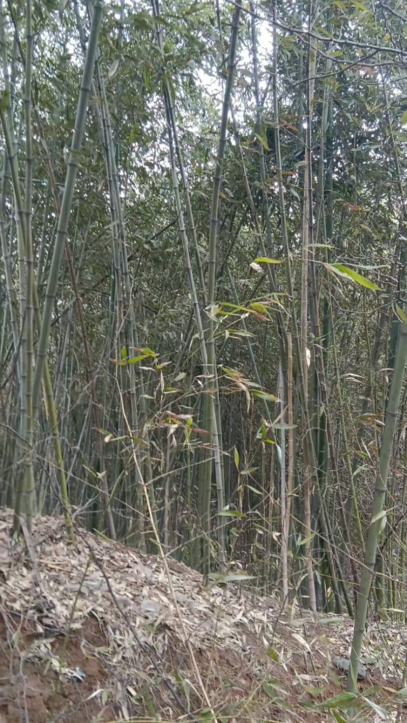 竹子苗罗汉竹