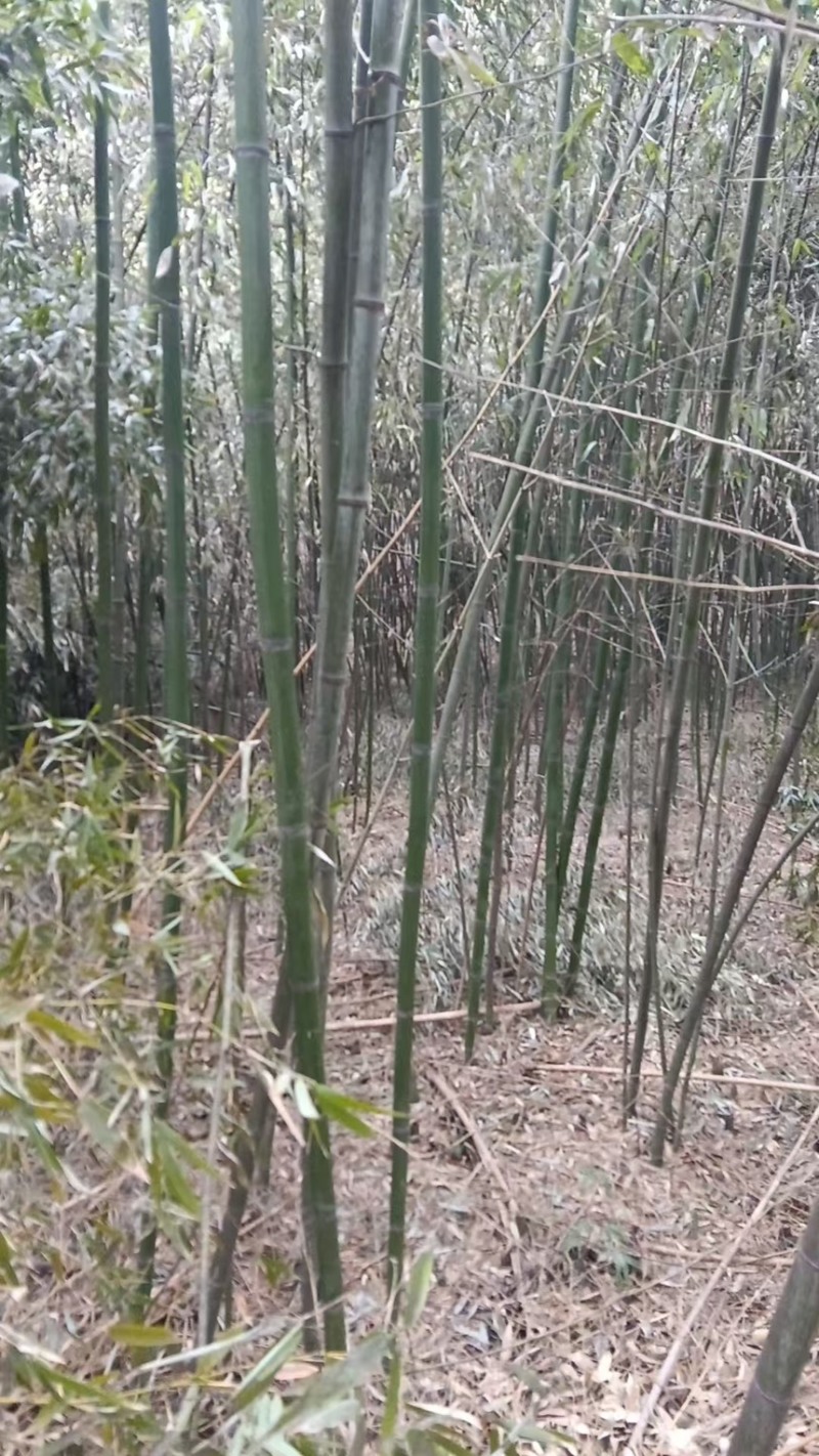 竹子苗罗汉竹