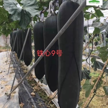 【墨优铁心9号】早中熟铁心瓜耐储运品质好