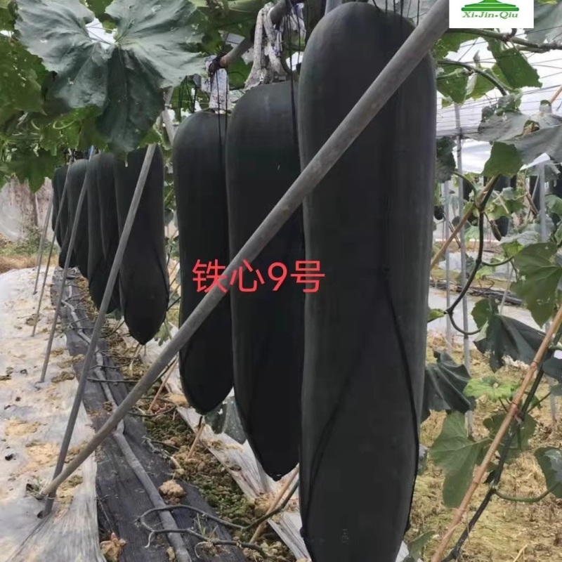 【墨优铁心9号】早中熟铁心瓜耐储运品质好