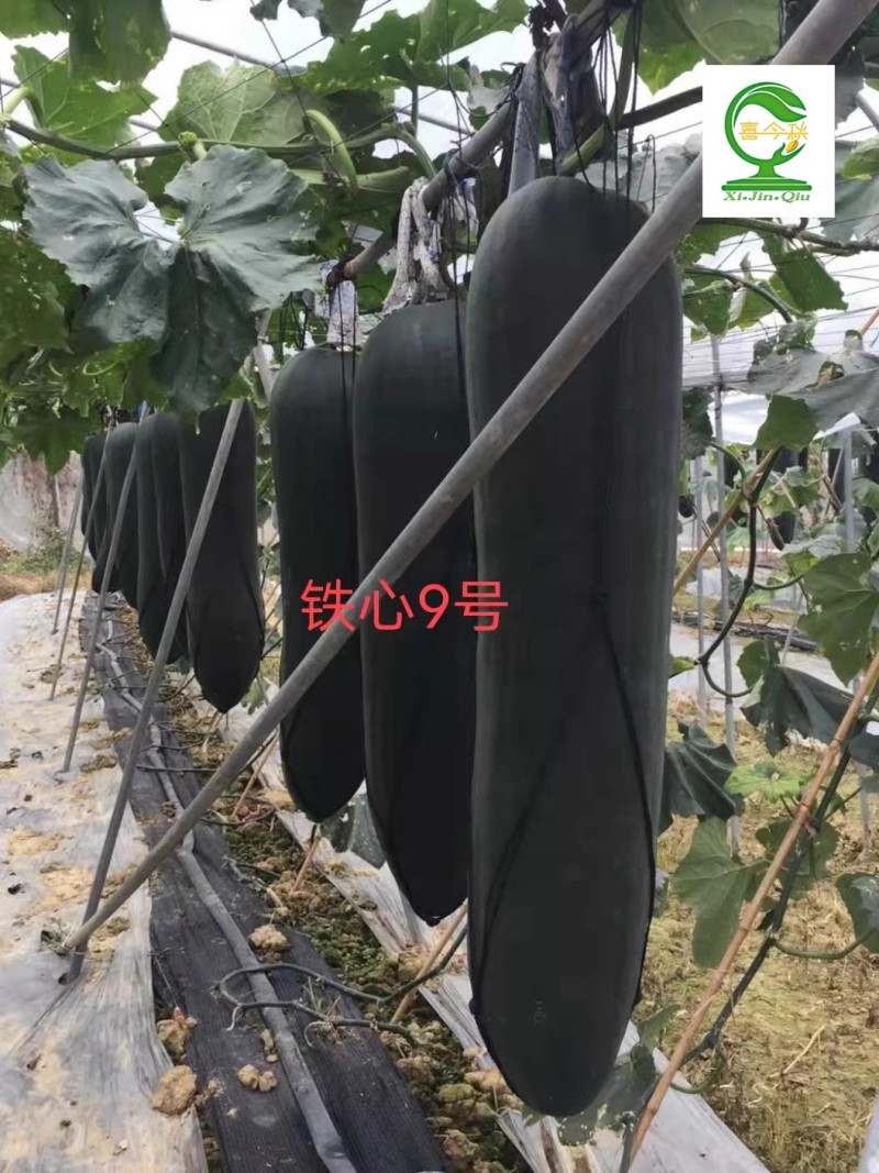 【墨优铁心9号】早中熟铁心瓜耐储运品质好